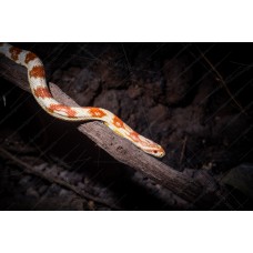 Serpiente del maizal -  Elaphe Guttata candy cane